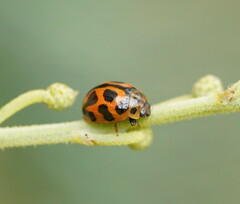 Peltoschema oceanicum