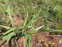 Senecio bupleuroides