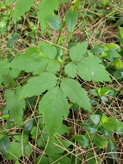 Cardiospermum grandiflorum