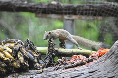 Callosciurus caniceps