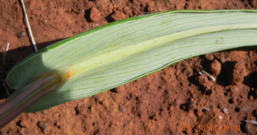 Image of Senecio bupleuroides by no rights reserved