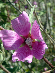 Malva olbia