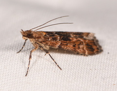 Scoparia animosa