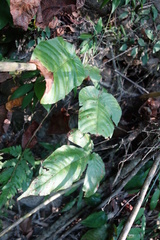 Tectaria polymorpha