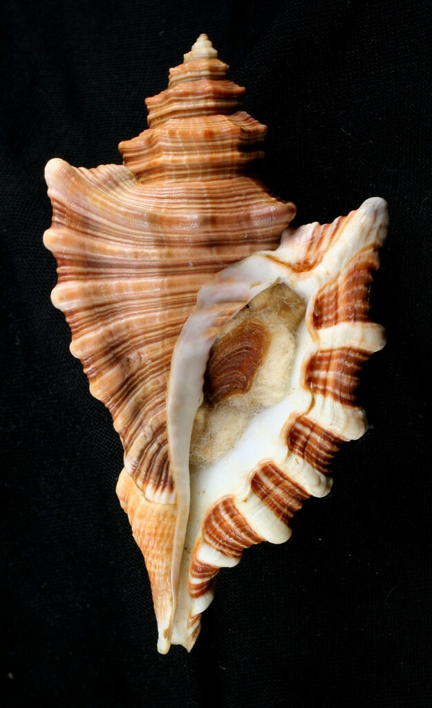 Angular Triton