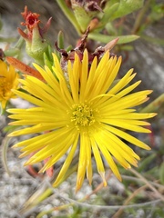 Lampranthus bicolor