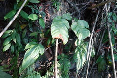 Tectaria polymorpha