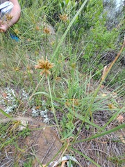 Cyperus polystachyos