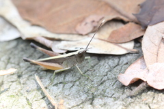 Phlaeoba antennata