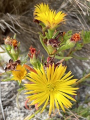Lampranthus bicolor