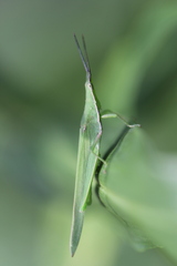 Atractomorpha similis