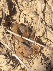 Aegaeobuthus gibbosus