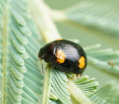 Peltoschema tetraspilotum