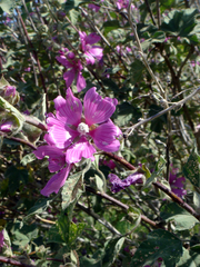 Malva olbia