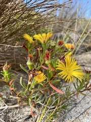 Lampranthus bicolor