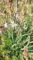 Asphodelus ramosus