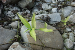 Oplismenus compositus