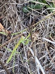 Tenodera australasiae