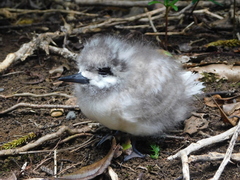 Gygis alba