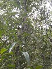 Moquiniastrum polymorphum ceanothifolium