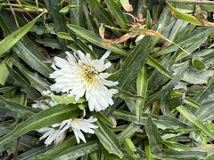 Hypochaeris sessiliflora