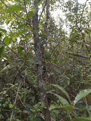 Moquiniastrum polymorphum ceanothifolium