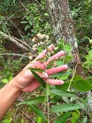 Moquiniastrum polymorphum ceanothifolium