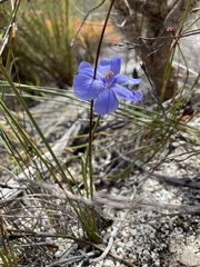 Aristea dichotoma