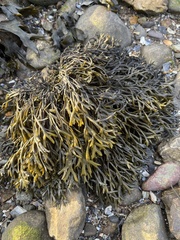 Pelvetia canaliculata