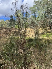 Senecio linearifolius