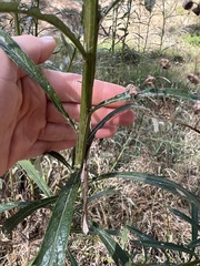 Senecio linearifolius