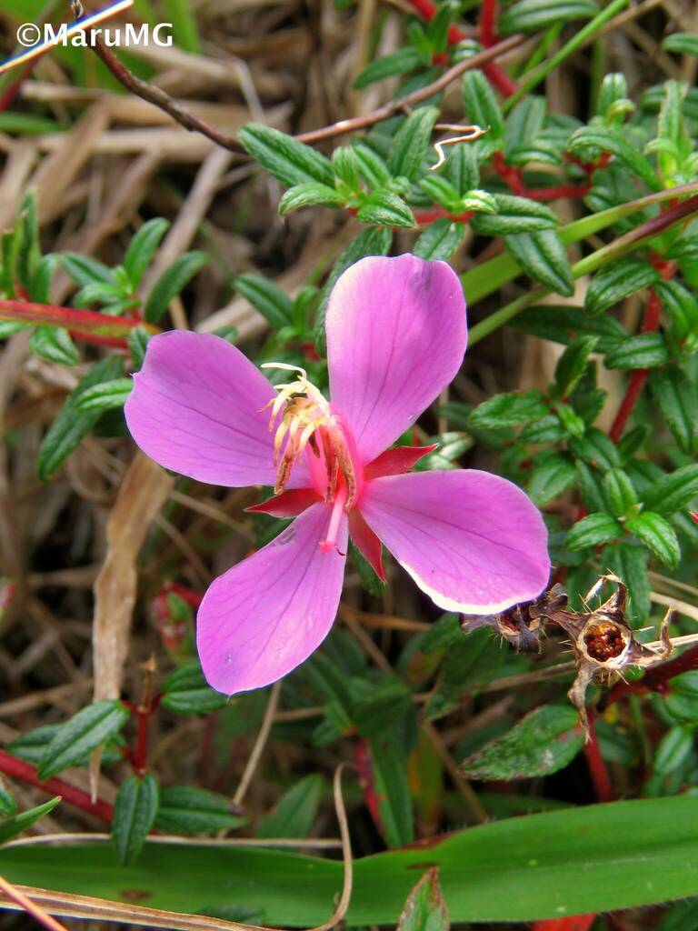 Monochaetum linearifolium