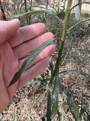 Senecio linearifolius
