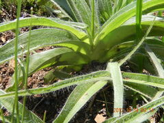 Hypoxis hemerocallidea
