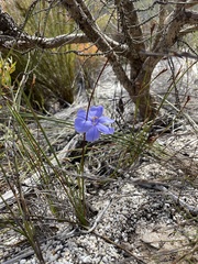 Aristea dichotoma