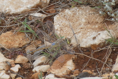 Anax ephippiger