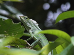 Bronchocela jubata