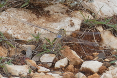 Anax ephippiger