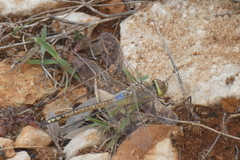 Anax ephippiger