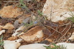Anax ephippiger