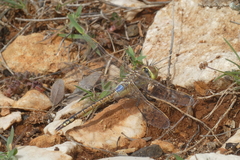 Anax ephippiger