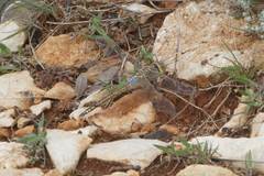 Anax ephippiger