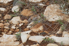 Anax ephippiger