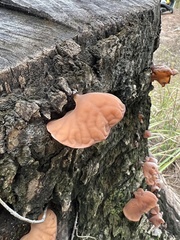 Auricularia fuscosuccinea