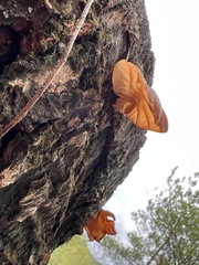 Auricularia fuscosuccinea