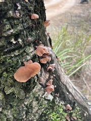 Auricularia fuscosuccinea