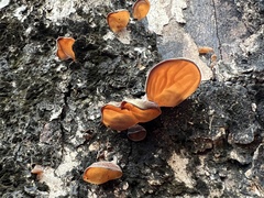 Auricularia fuscosuccinea