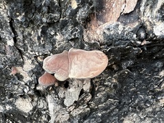 Auricularia fuscosuccinea