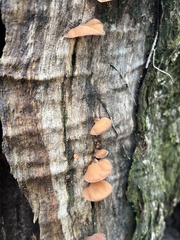 Auricularia fuscosuccinea