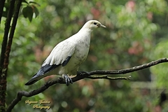 Ducula bicolor